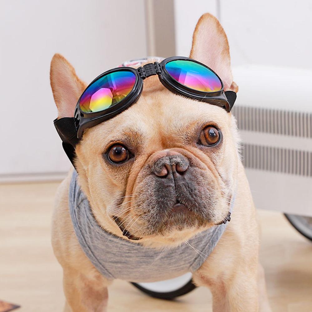 dog visor and sunglasses