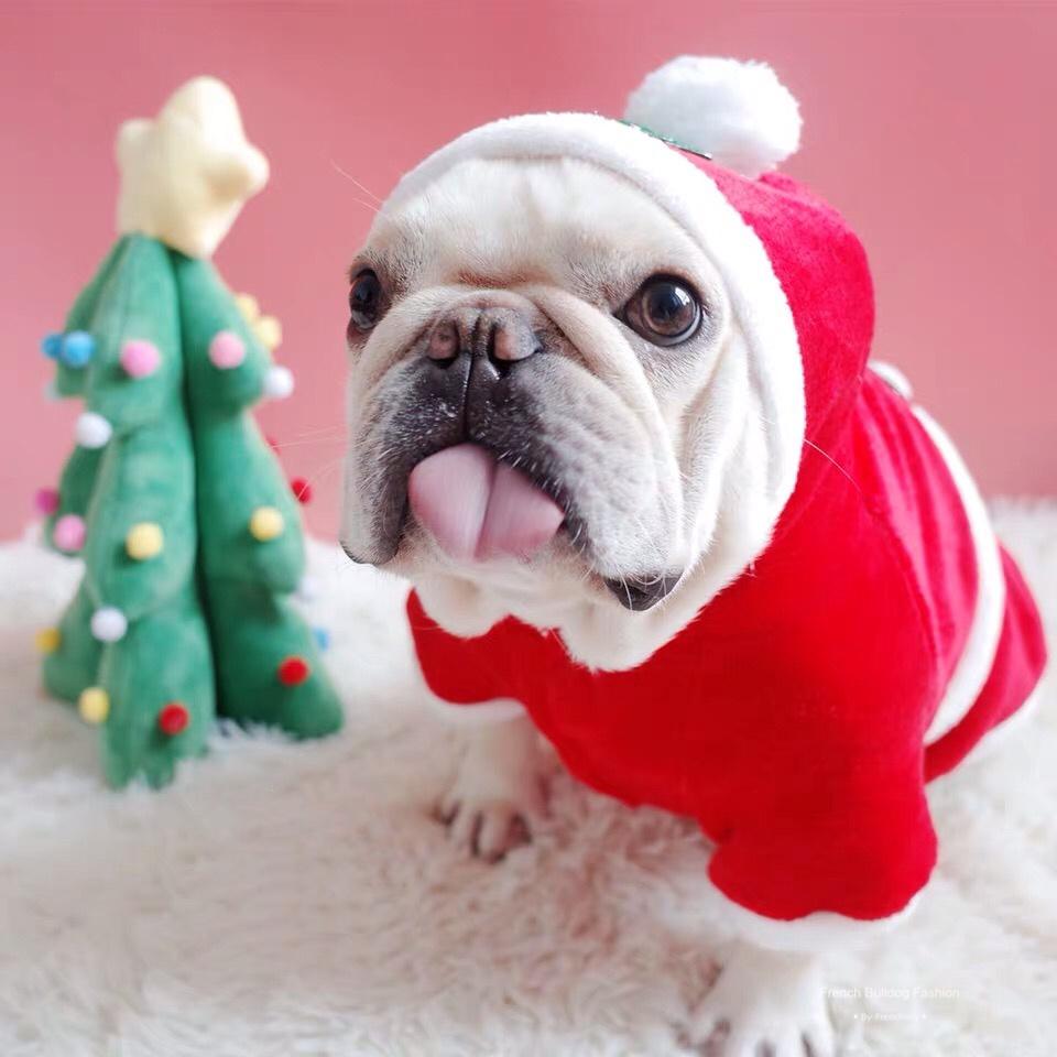 puppy christmas outfits