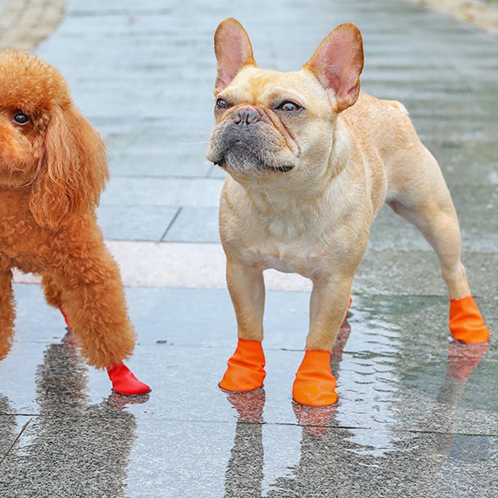 dog rain shoes