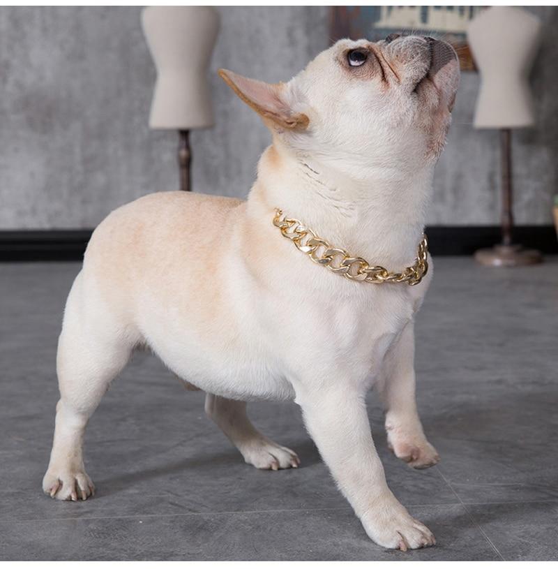 french bulldog with gold chain