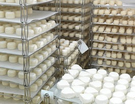 Crottin de Chavignol im Reifekeller Crottin de Chavignol im Reifekeller