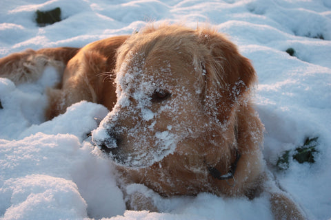 Labrador with snow on face