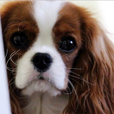 Well Bred - The Healthy Pet Marketplace