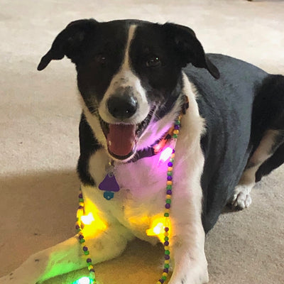 Well Bred - The Healthy Pet Marketplace