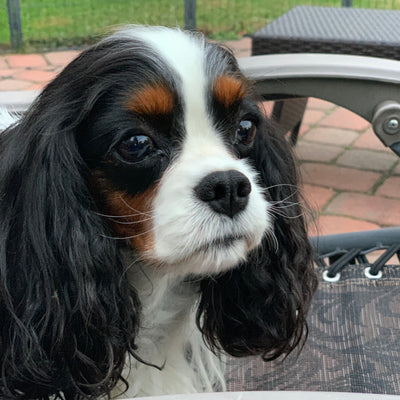 Well Bred - The Healthy Pet Marketplace