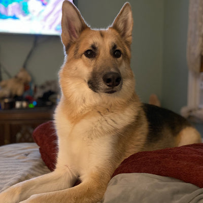 Well Bred - The Healthy Pet Marketplace