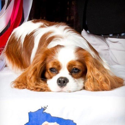 Well Bred - The Healthy Pet Marketplace