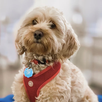 Well Bred - The Healthy Pet Marketplace