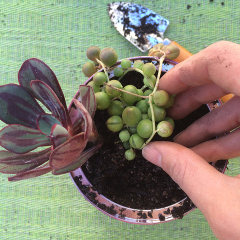 planting succulents