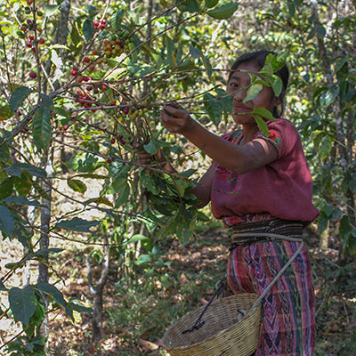 Woman harvesting coffee.