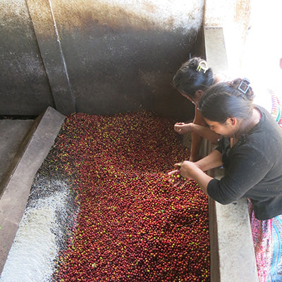 Women sorting coffee cherries.