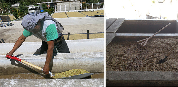 Washing and fermenting coffee