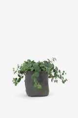 Canvas Pot Cover Green Small, Decoration, Puebco - Six and Sons