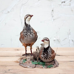 Vintage pair of partridge, Taxidermy, Vintage, Vintage Finds - Six and Sons