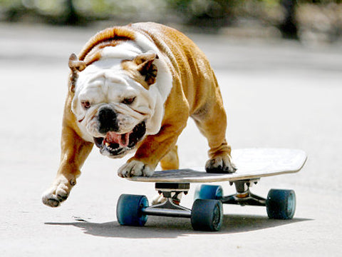 Dog riding a skateboard