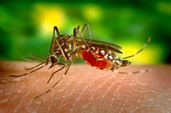 Aedes aegypti mosquito - carrier of Zika and dengue