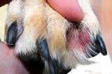 Pet supplements to help Acute Moist Dermatitis (Hot Spots) on Dogs and Cats