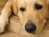 Pet supplements to help address Addison's disease in dogs and cats.