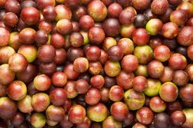 Top 5 Things About Camu Camu for Dogs and Cats camu camu for dogs camu camu for cats