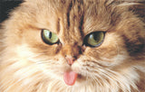 Pet supplements for FLUTD in cats. 