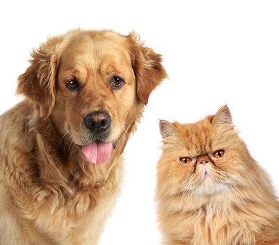 Natura Petz Organics How A Dog and Cat's Body Systems are Interconnected and how supplements can help address whole body health