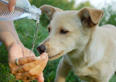 Does Your Pet Have A Drinking Problem Natura petz organics keep your dog and cat hydrated this summer