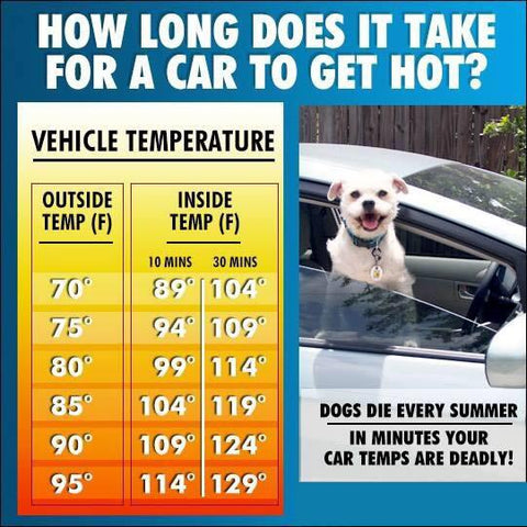 natura petz organics don't leave your dog or cat in a hot car dog heat stroke cat heat stroke
