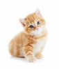 Natura Petz supplements to support kitten health.