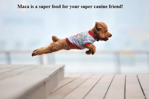 DOGS LOVE MACA NATURA PETS ORGANICS DOGS LOVE MACA DOG MACA SUPERFOOD