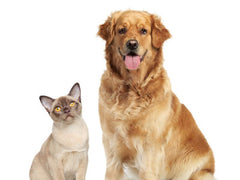 Natura Petz Organics Tinkle Tonic Urethral Blockage in Cats Urethral Blockage in Dogs