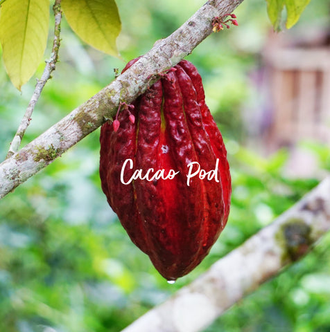 Cacao pod on tree