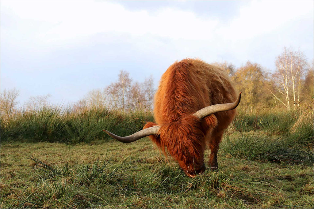 Wall art bull eating grass rustic decor