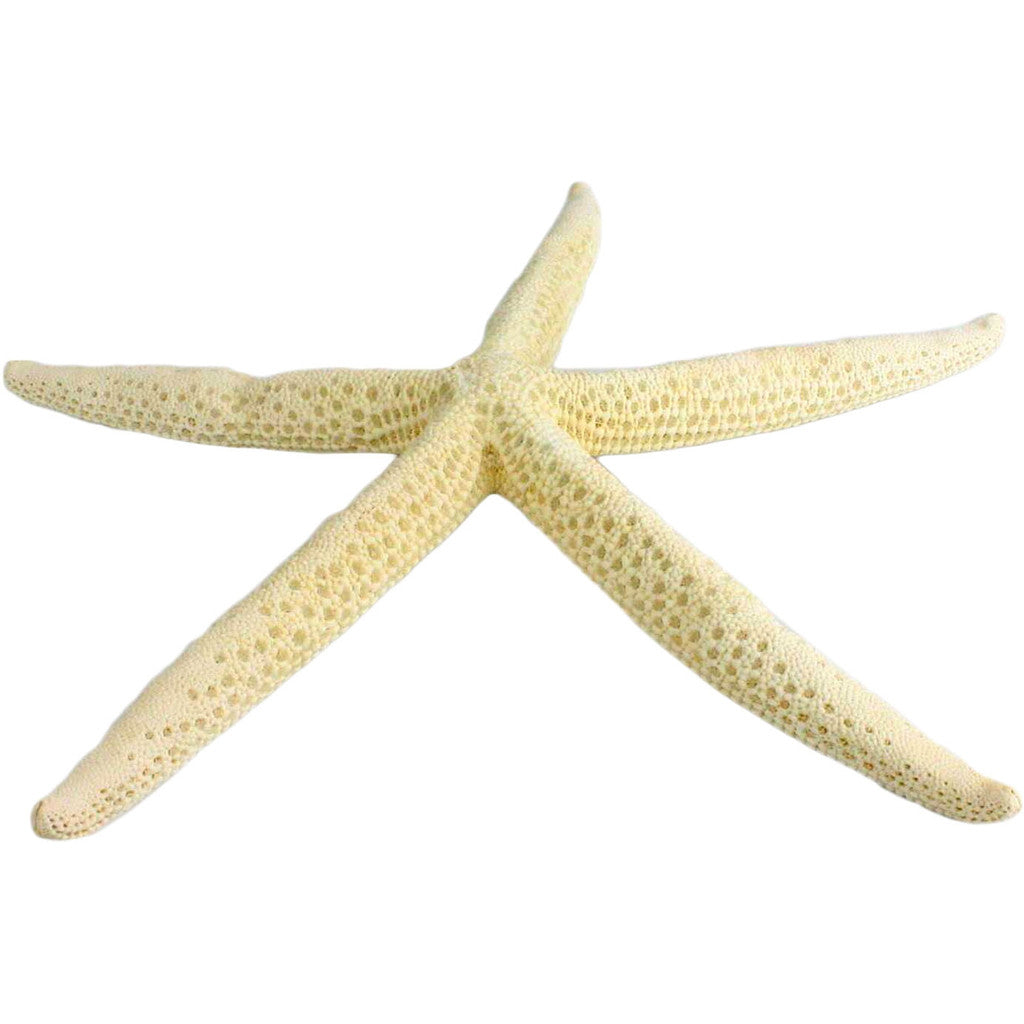 Large Finger Starfish Seashell