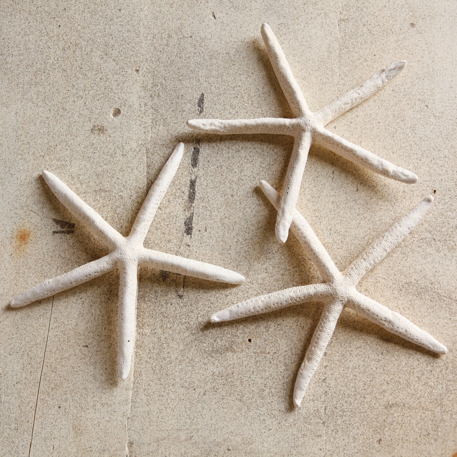 Large Finger Starfish Seashell