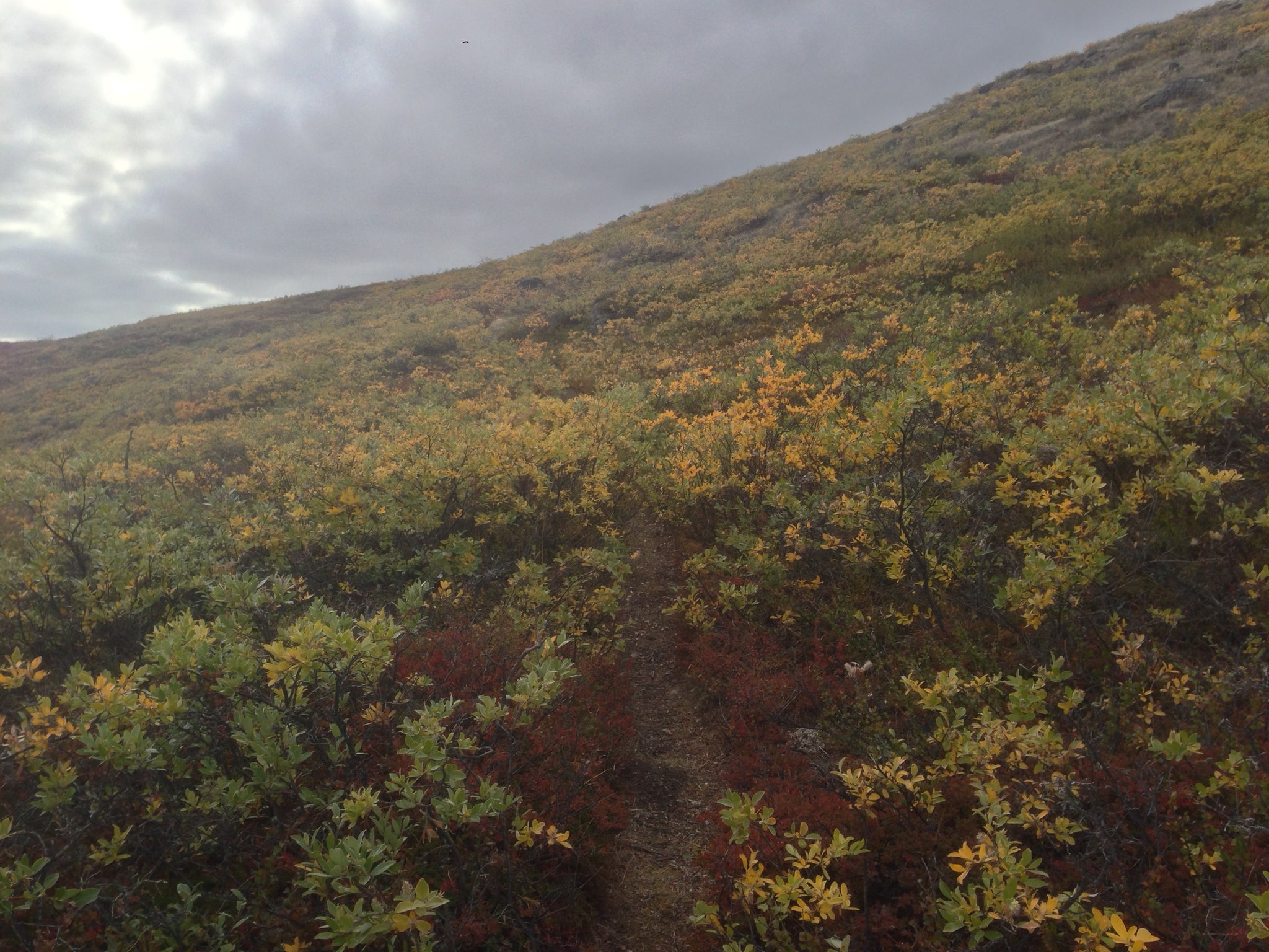 Arctic Circle Trail, Greenland