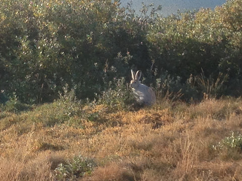 Arctic Hare, Arctic Circle Trail, Greenland