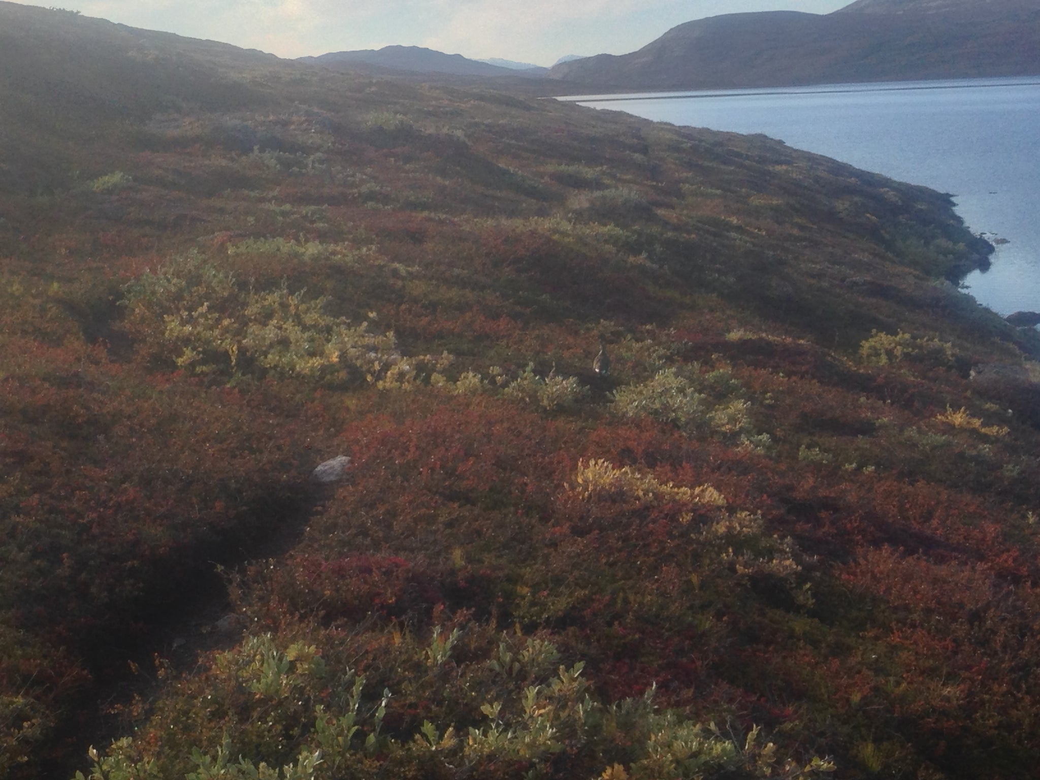 Ptarmigan, Arctic Circle Trail, Greenland