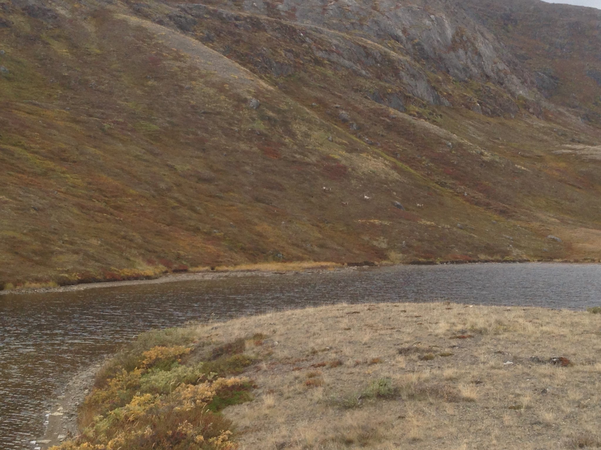 Reindeer, Arctic Circle Trail, Greenland