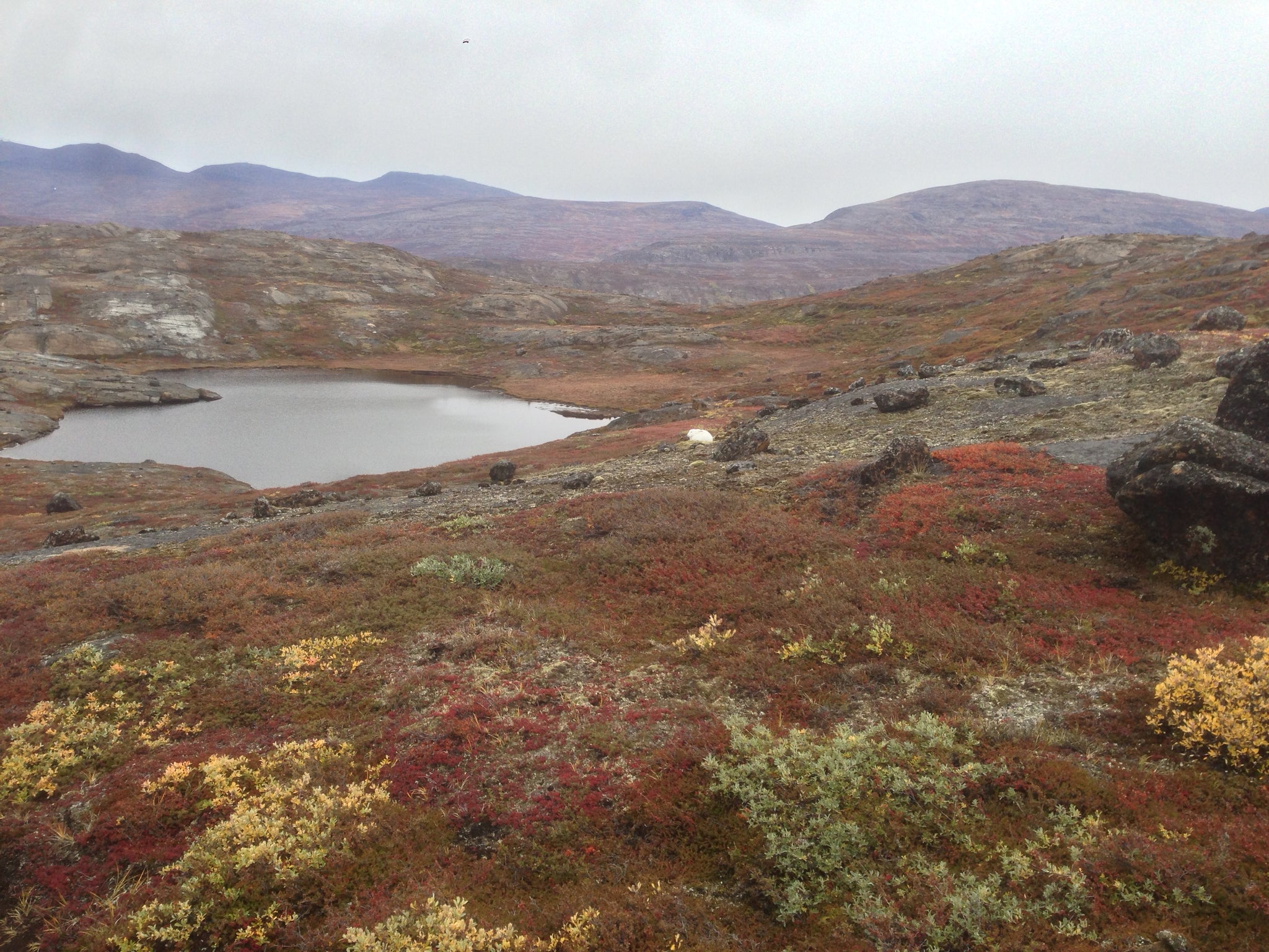 Arctic Hare, Greenland (Arctic Circle Trail)