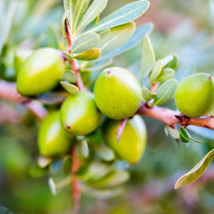 Argan Nuts on Tree