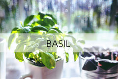 Bee Friendly Plant - Basil