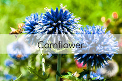 Bee Friendly Plant - Cornflower