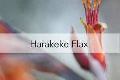 Bee Friendly Plant - Harakeke Flax