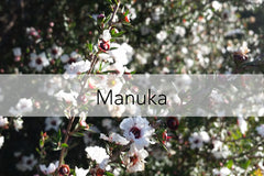 Bee Friendly Plant - Manuka