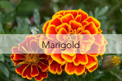 Bee Friendly Plant - Marigold