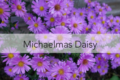 Bee Friendly Plant - Michael Daisy