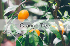 Bee Friendly Plant - Orange Tree