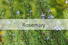 Bee Friendly Plant - Rosemary