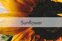 Bee Friendly Plant - Sunflower
