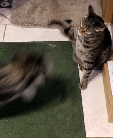 billy tabby cat bodhi terrier puppy playing